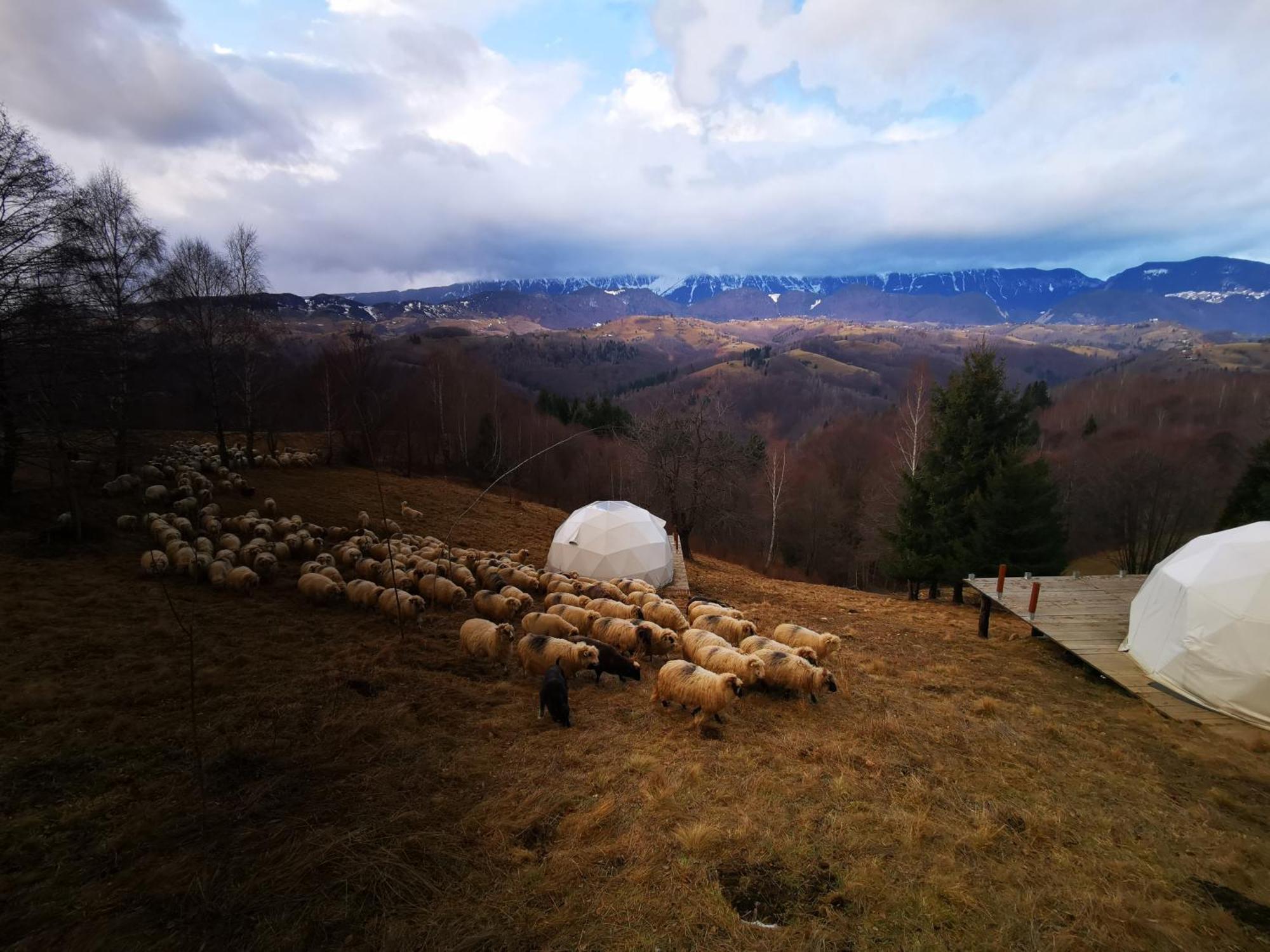 Glamping Zazen Hotel Drumu Carului ภายนอก รูปภาพ