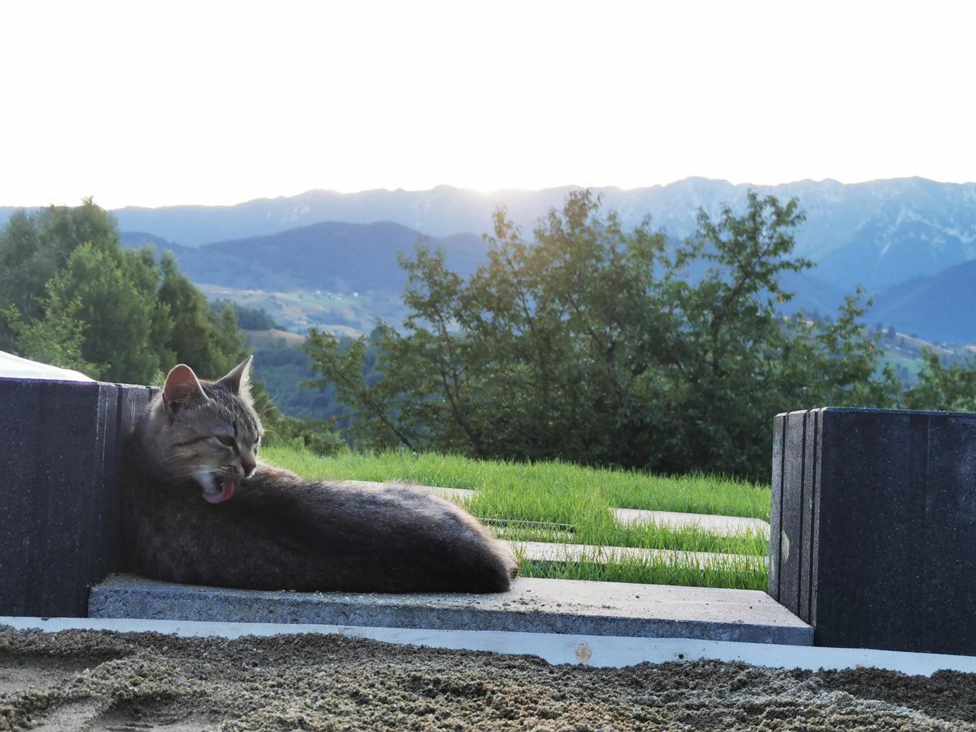 Glamping Zazen Hotel Drumu Carului ภายนอก รูปภาพ